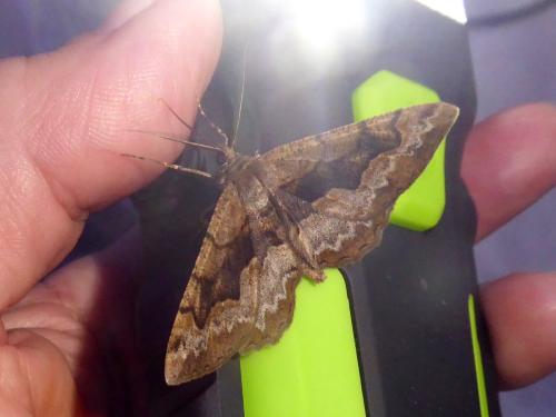 Réf. 304 342 : Alcis repandata